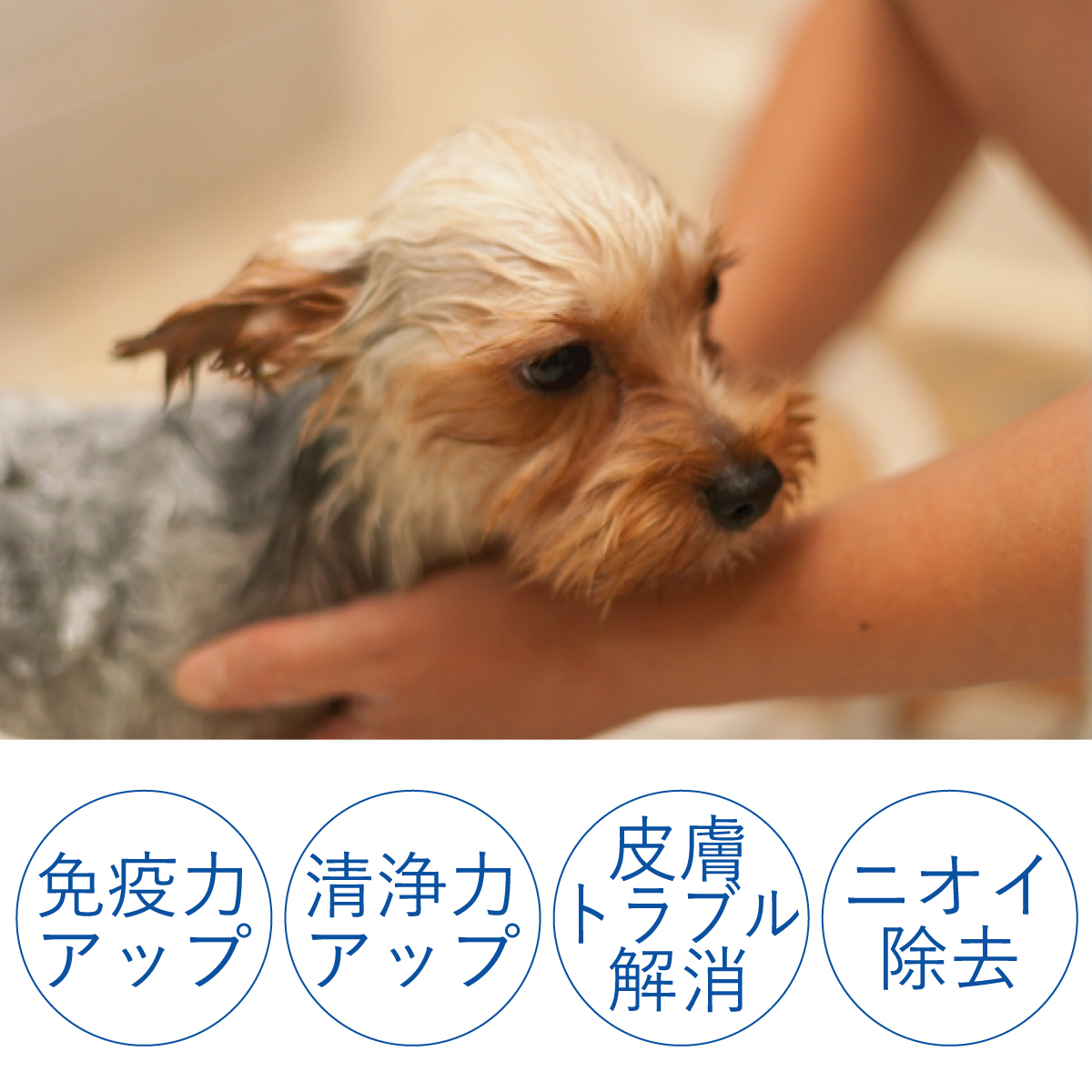 ドンちゃん炭酸泉 使用イメージ